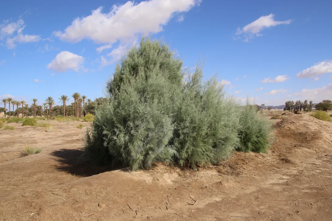 Whole plant