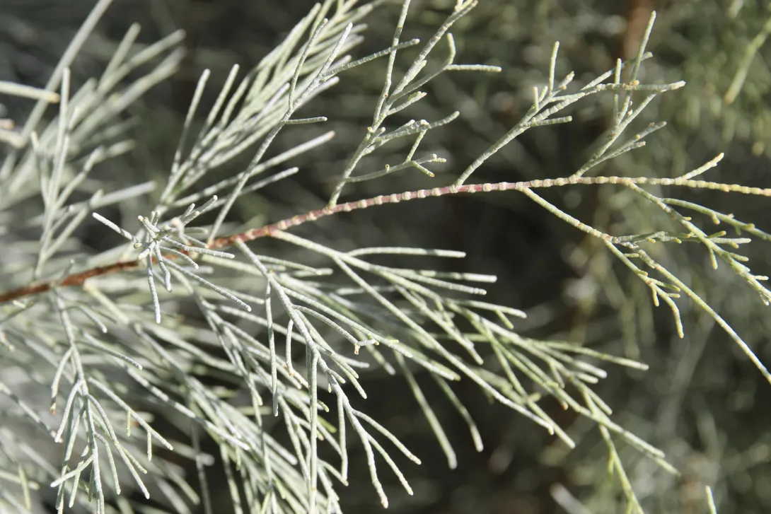Tamarix aphylla leaves