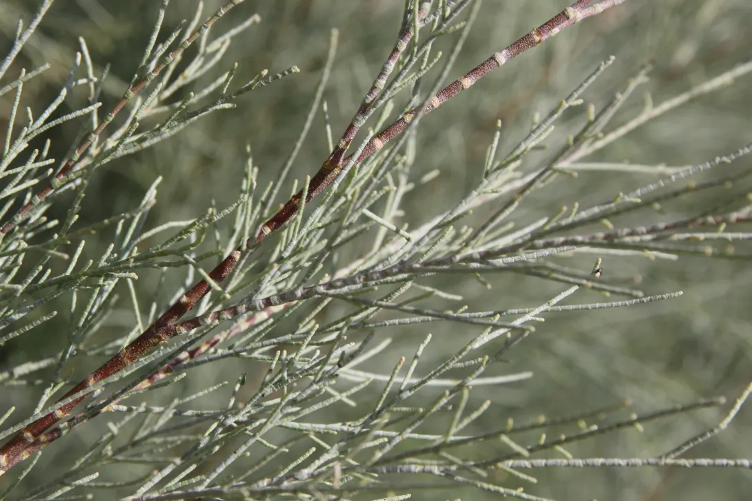 Tamarix aphylla leaves