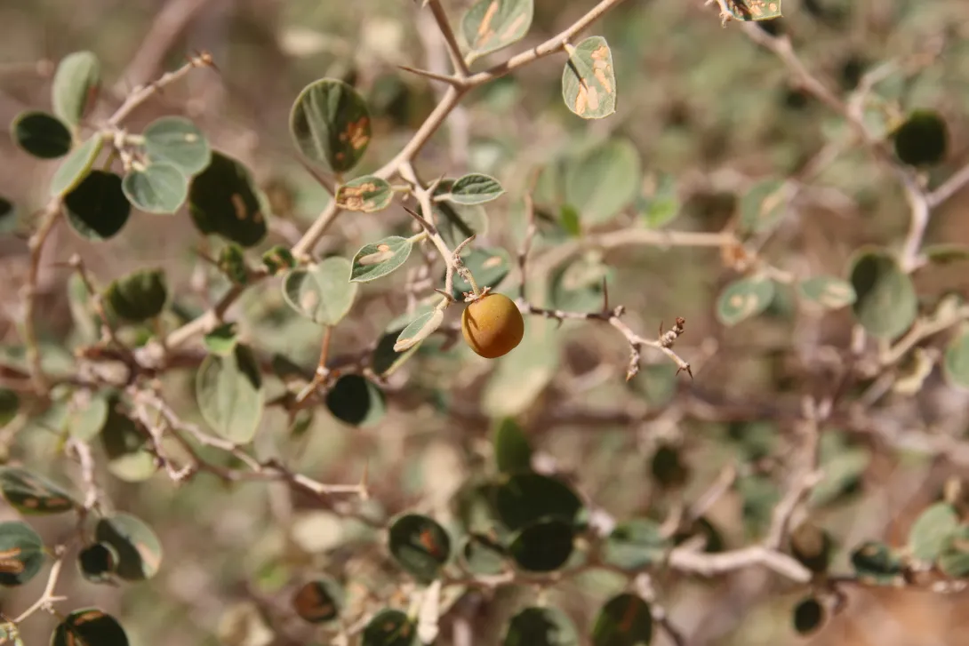Ziziphus nummularia fruit