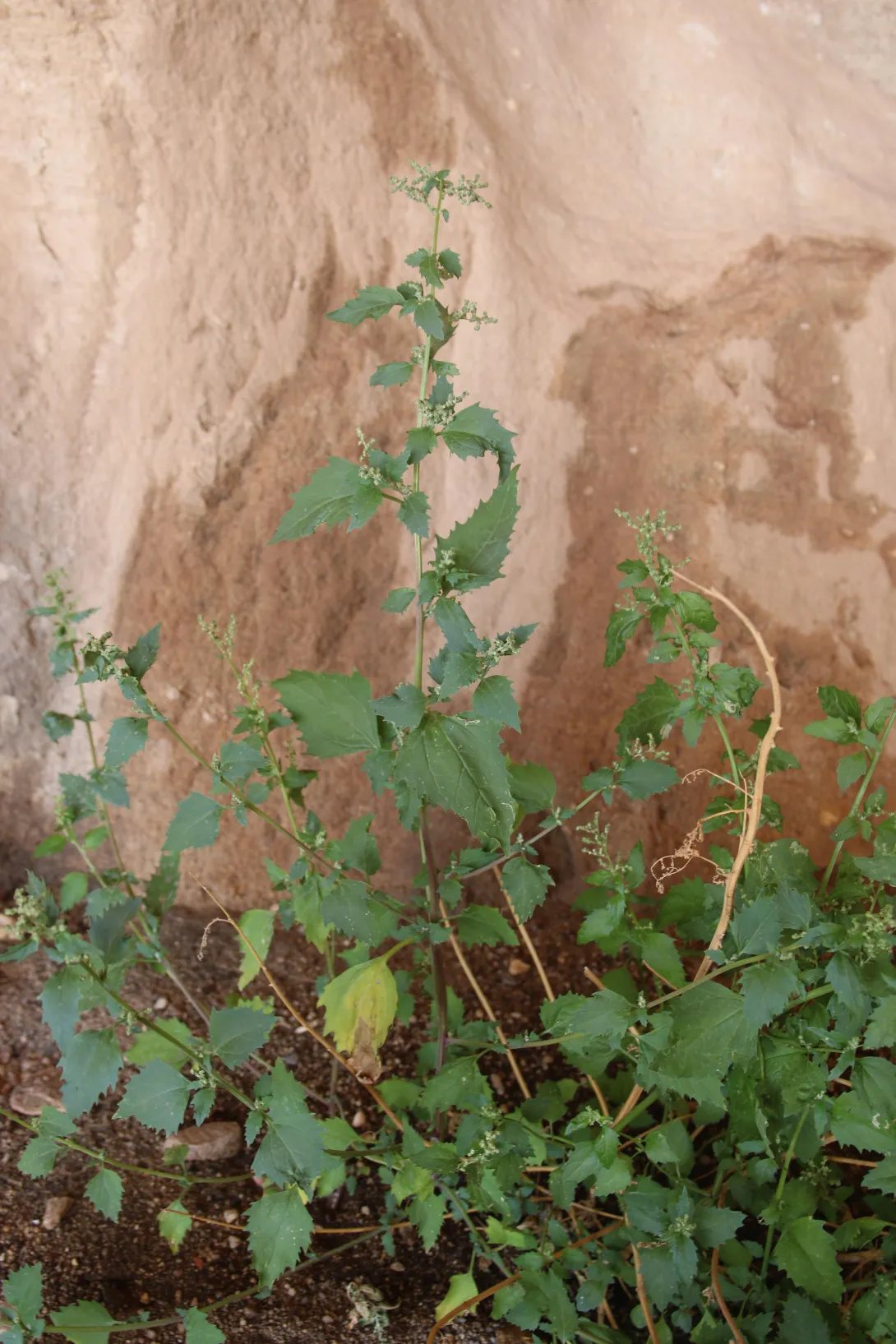 Whole plant