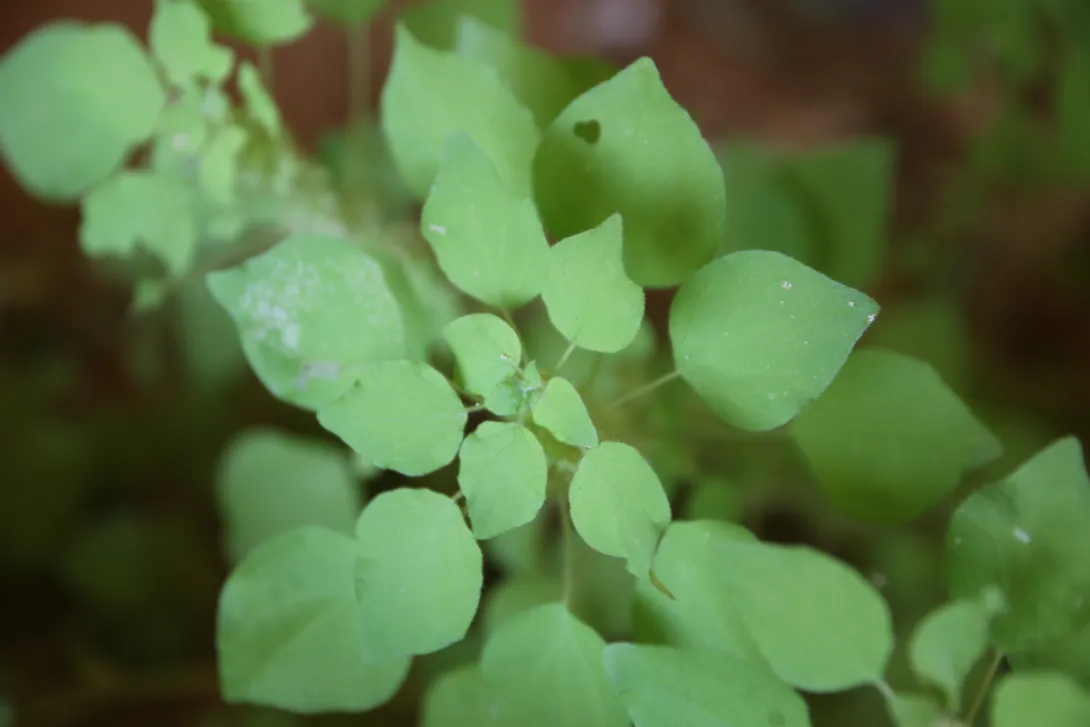 Parietaria alsinifolia leaves