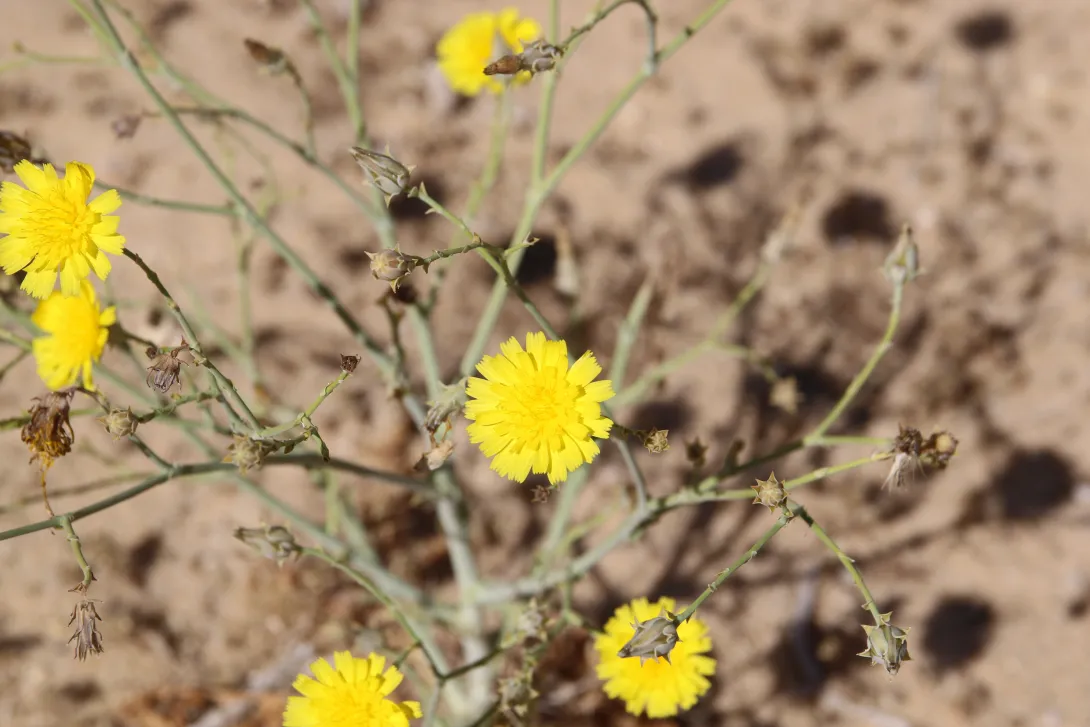 Launaea mucronata flowers