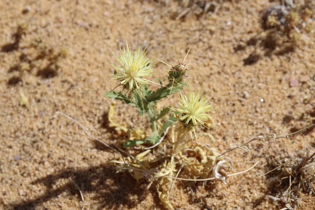 Centaurea scoparia flowers