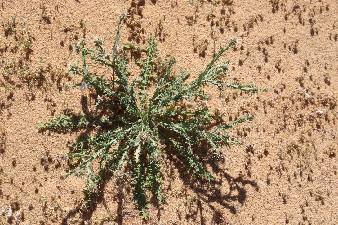 Whole plant
