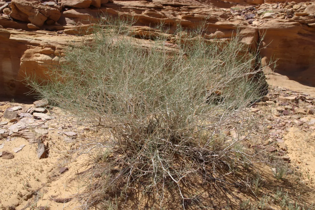 Whole plant