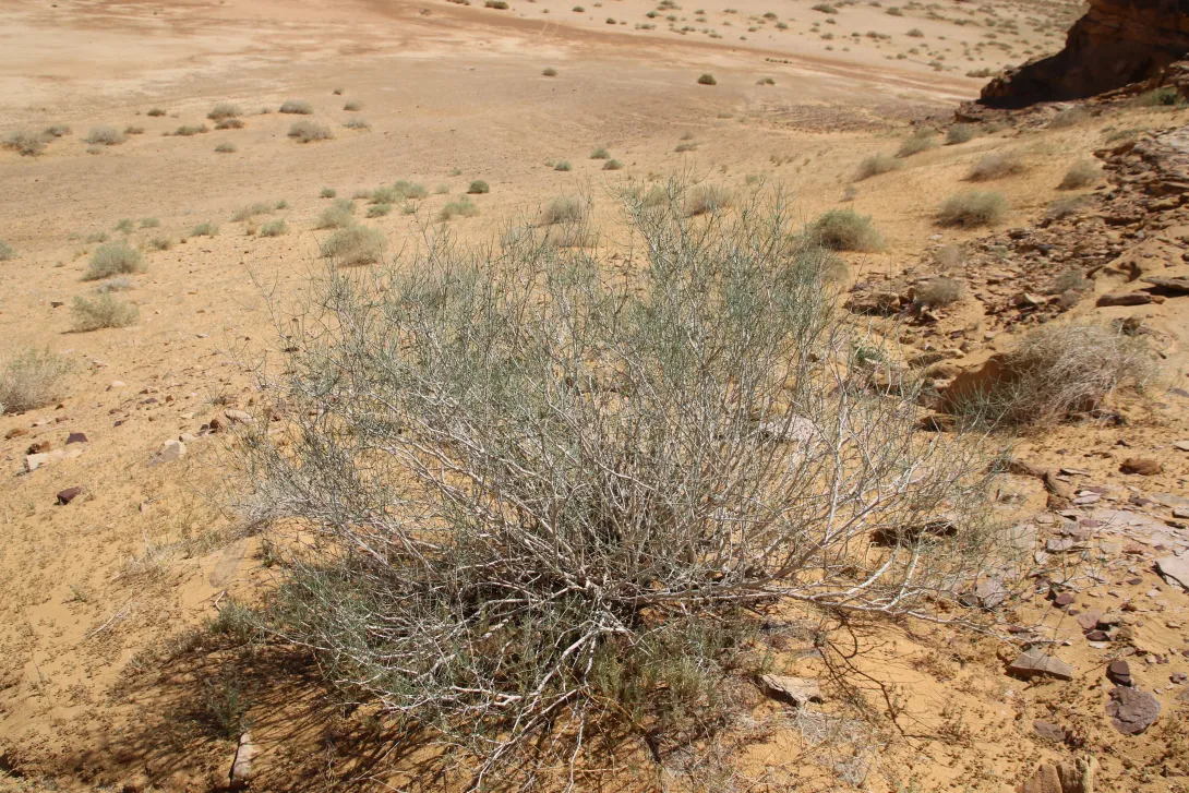 Whole plant