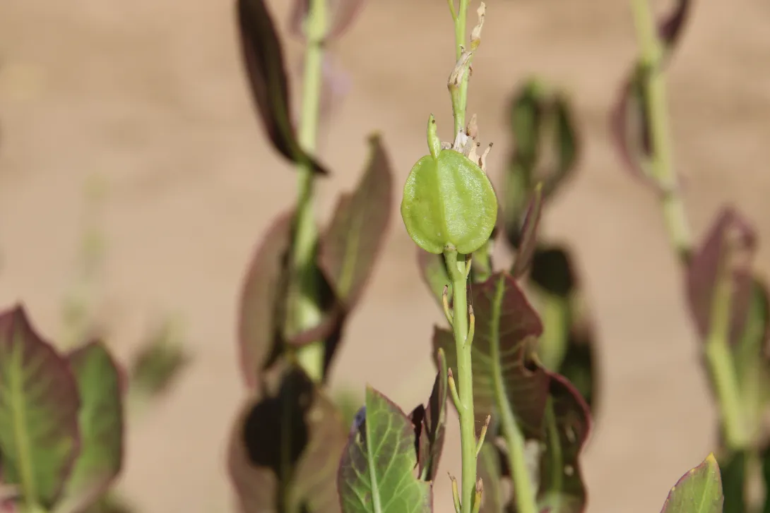 Schouwia purpurea fruit