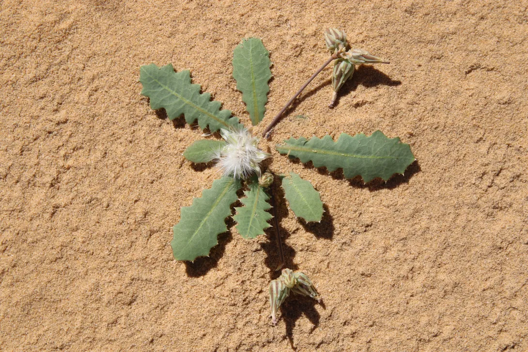 Whole plant