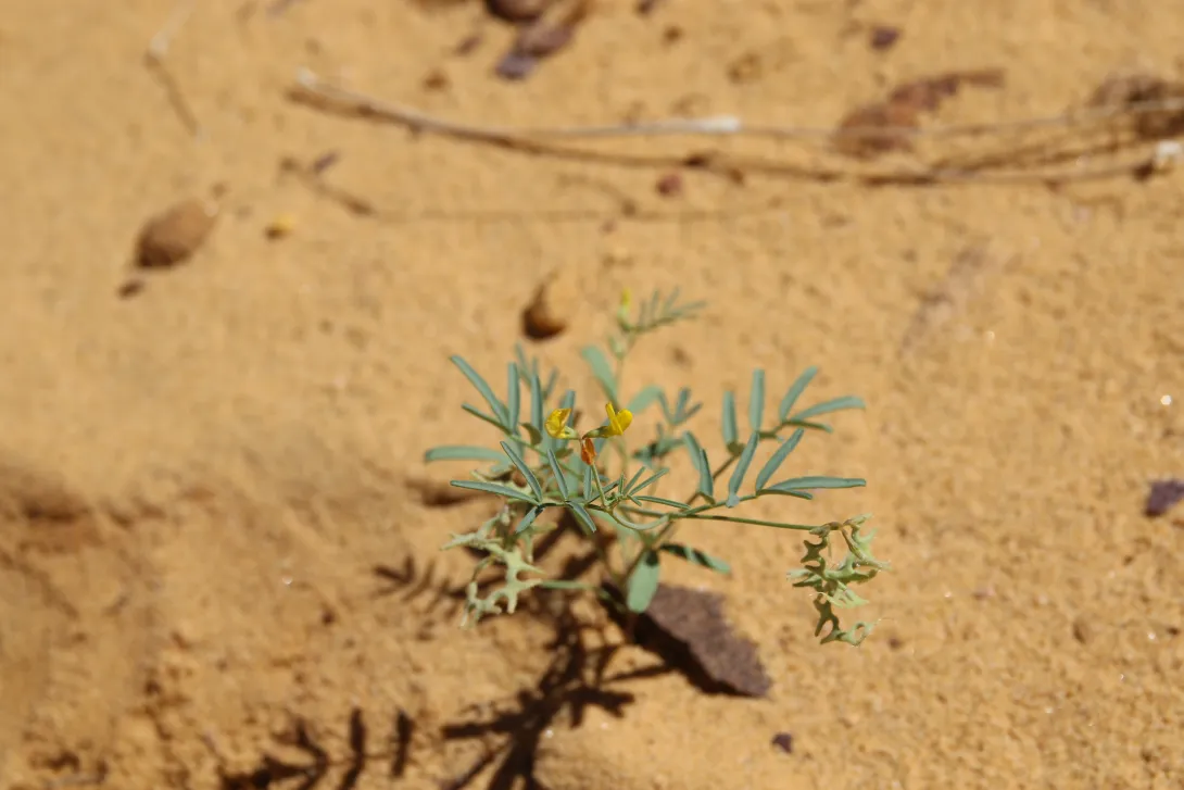 Whole plant
