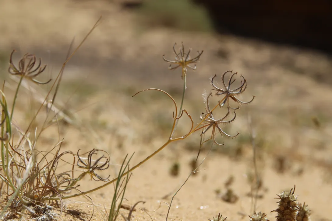 Koelpinia linearis fruit