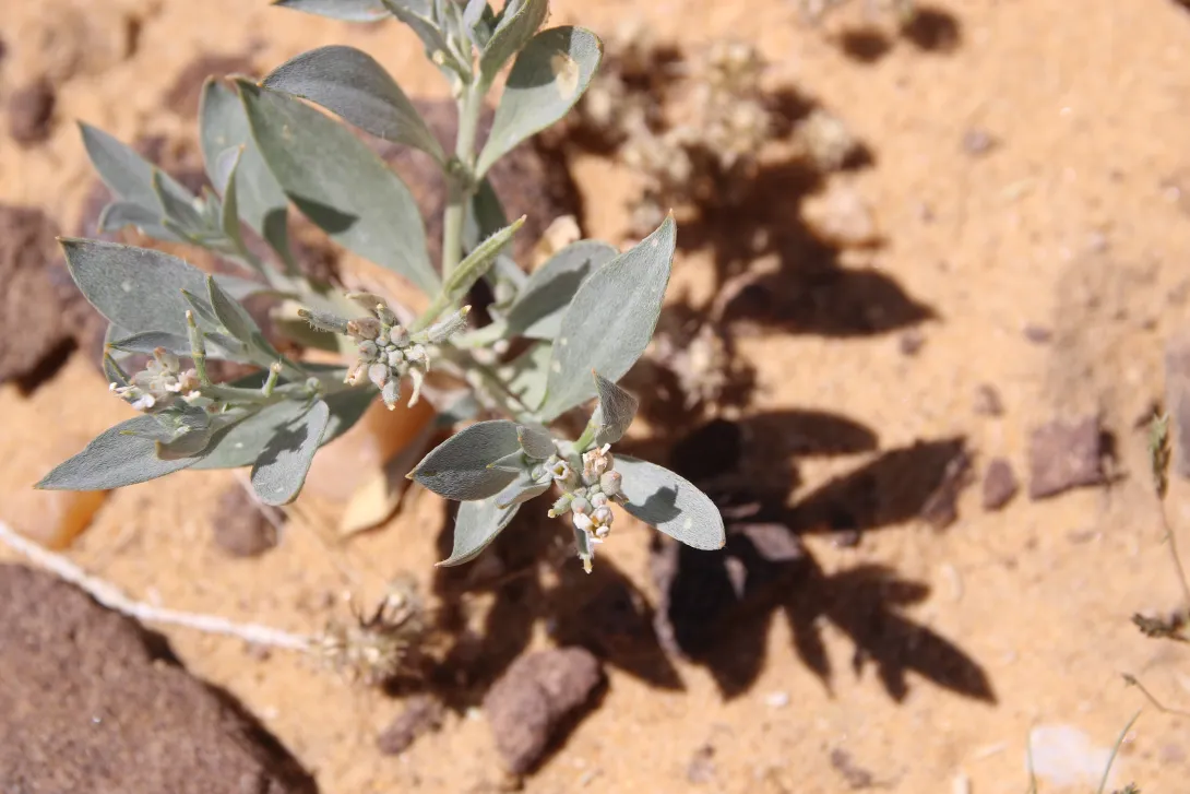 Whole plant