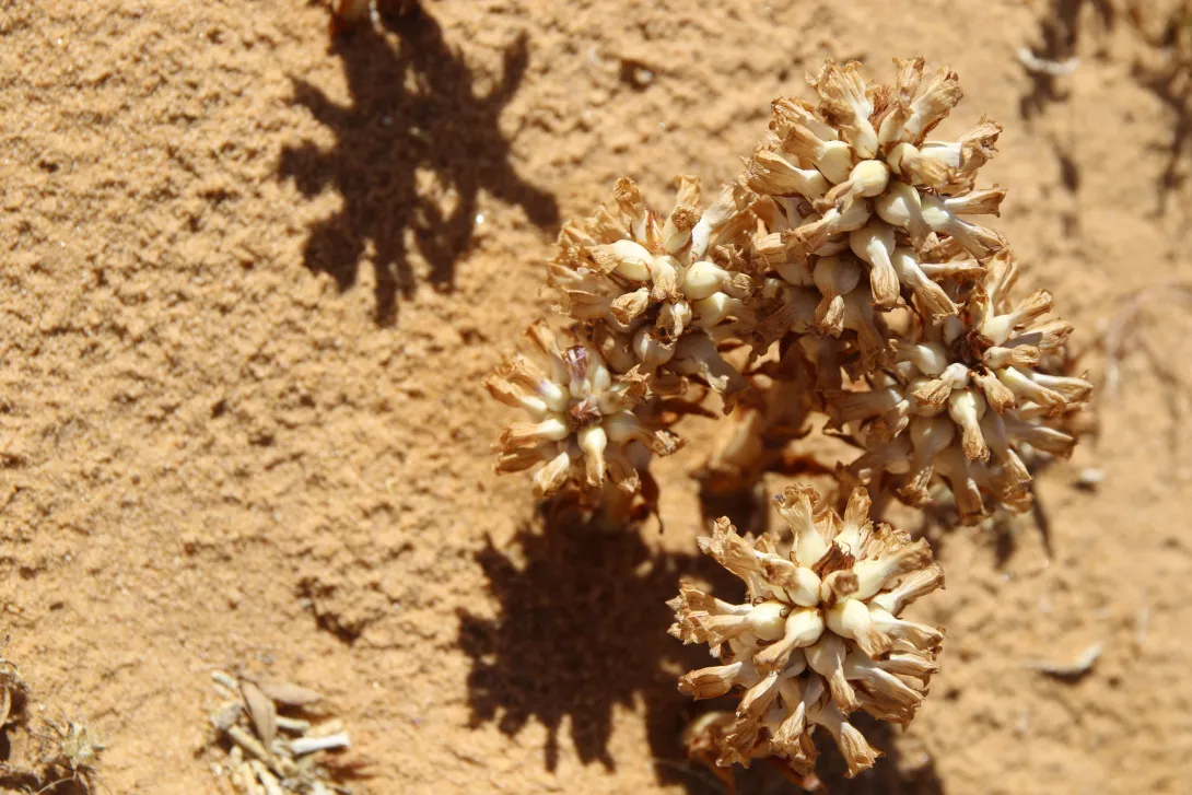 Whole plant