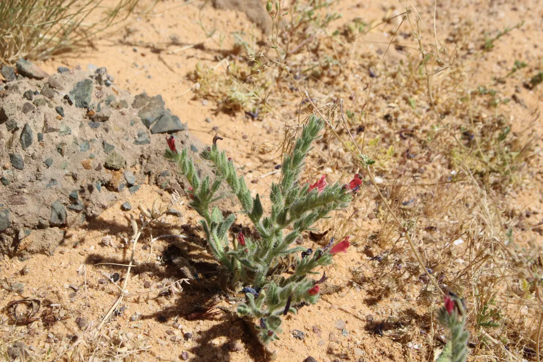 Whole plant