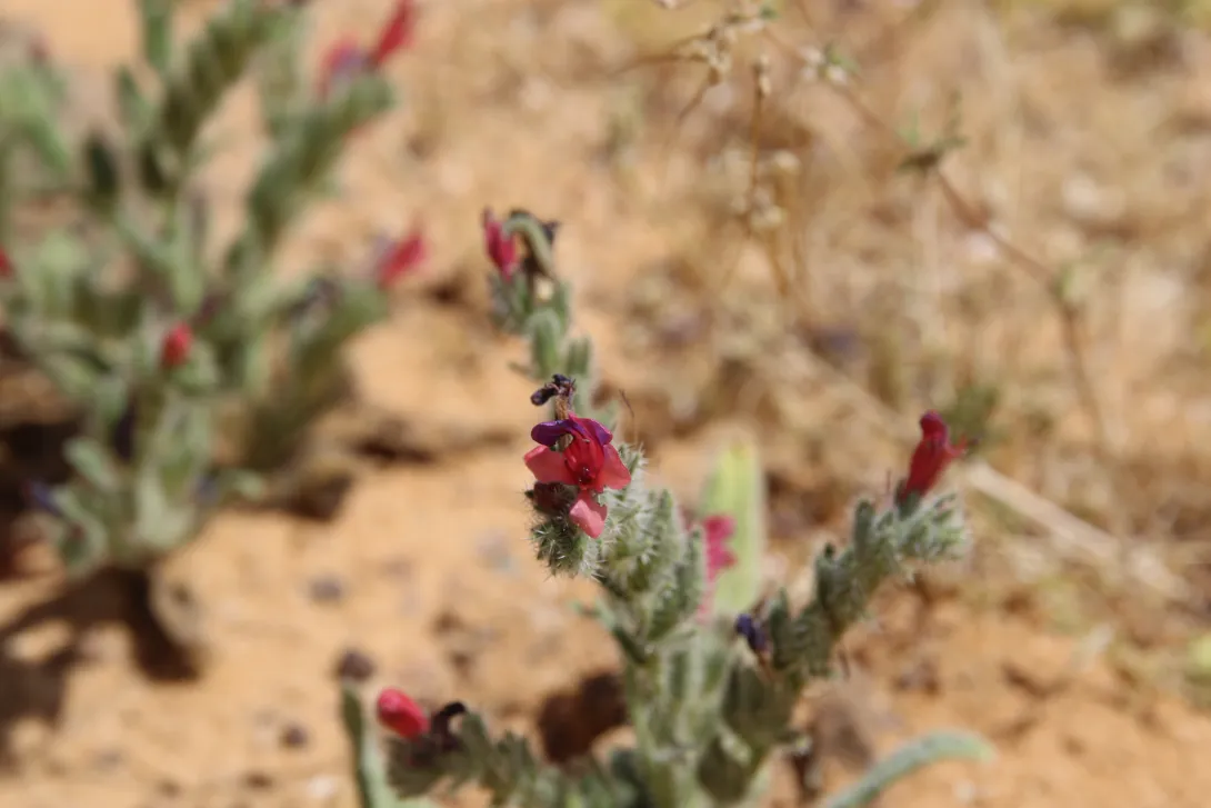Whole plant
