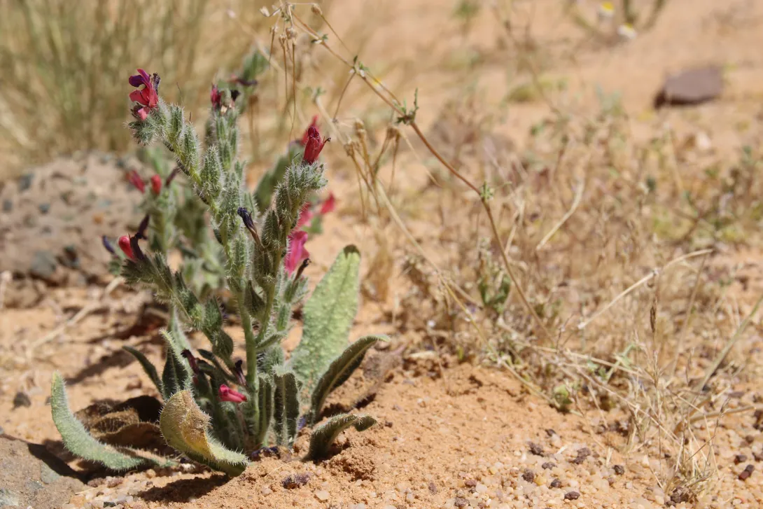 Whole plant