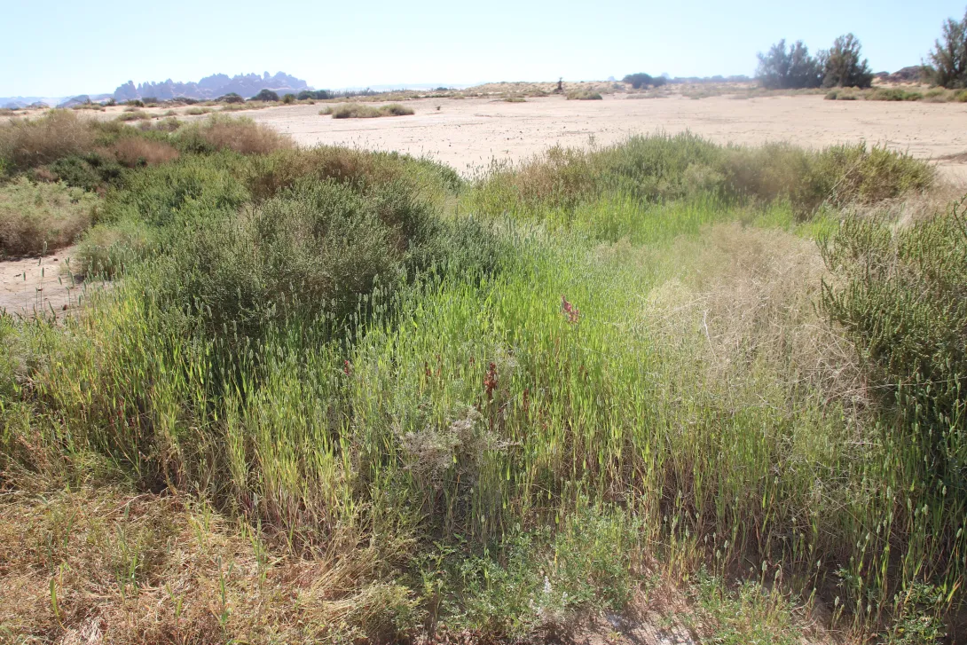 Whole plant