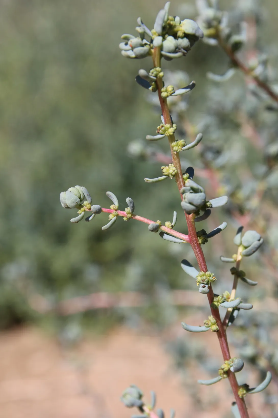 Soda rosmarinus flowers