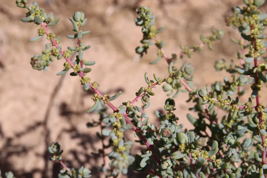Soda rosmarinus flowers