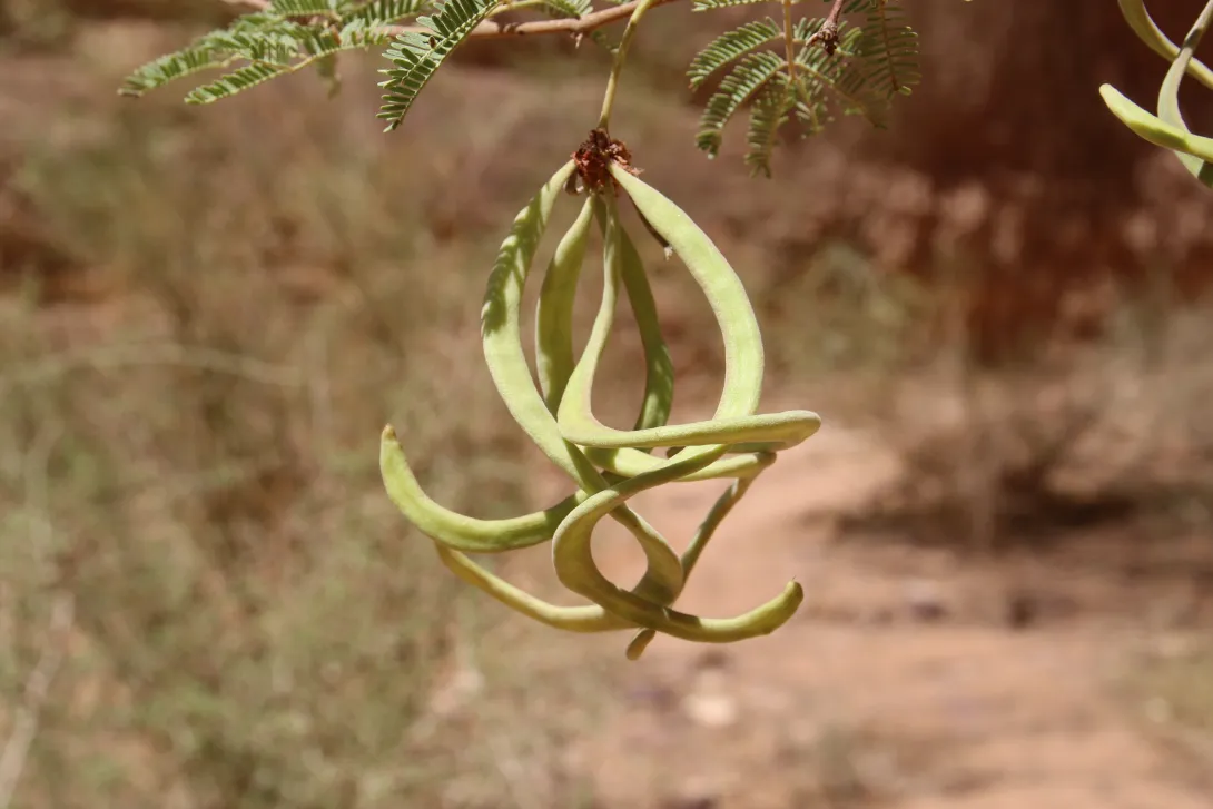 Vachellia gerrardi fruits
