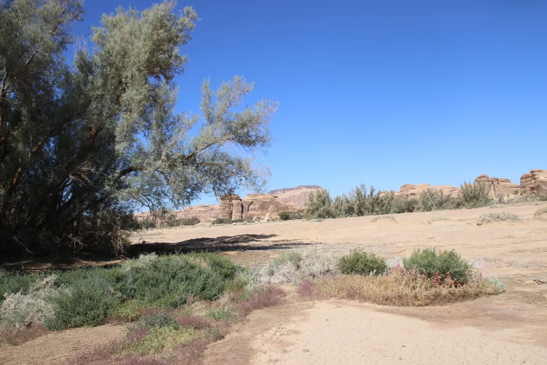Tamarix aphylla in abandoned agricultural land