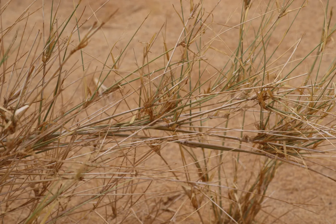 Panicum turgidum stems