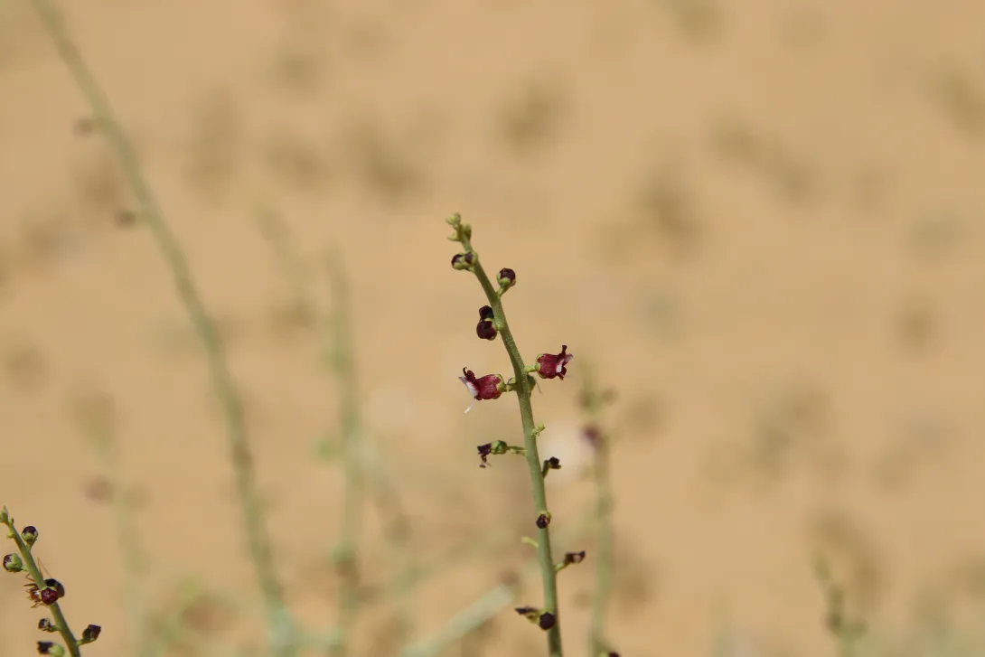 Scrophularia hypericifolia flowers