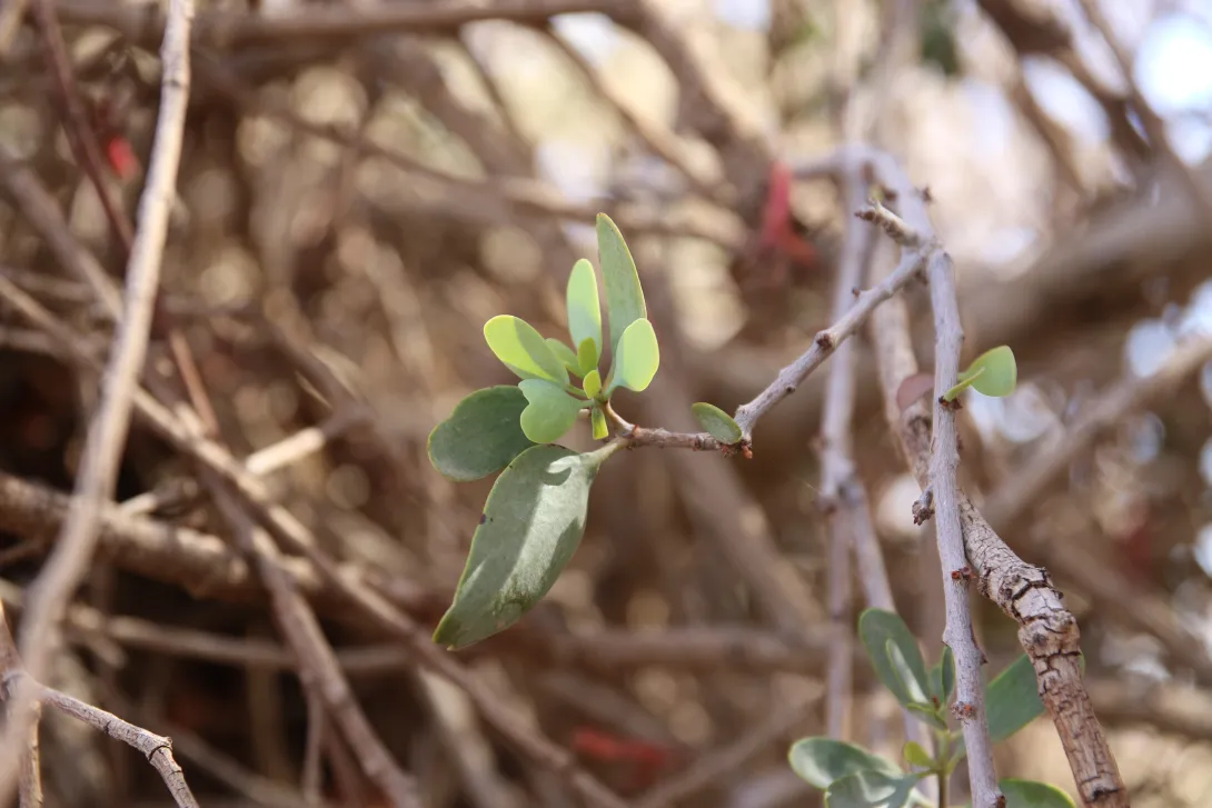 Plicosepalus acaciae leaves