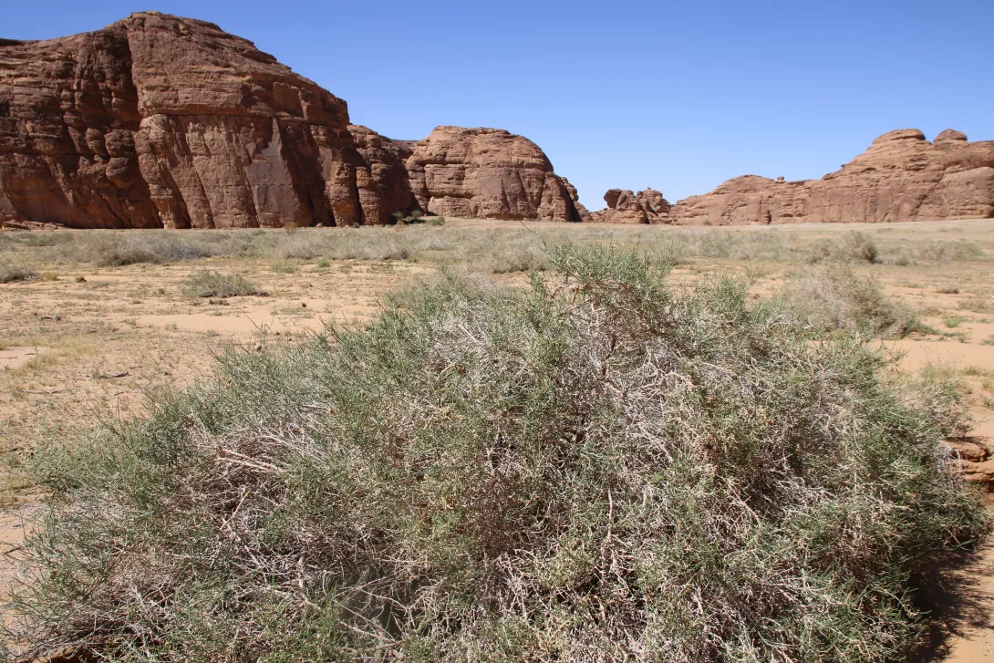 Whole plant