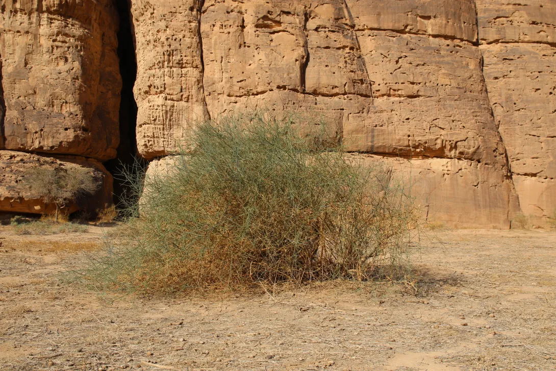 Whole plant