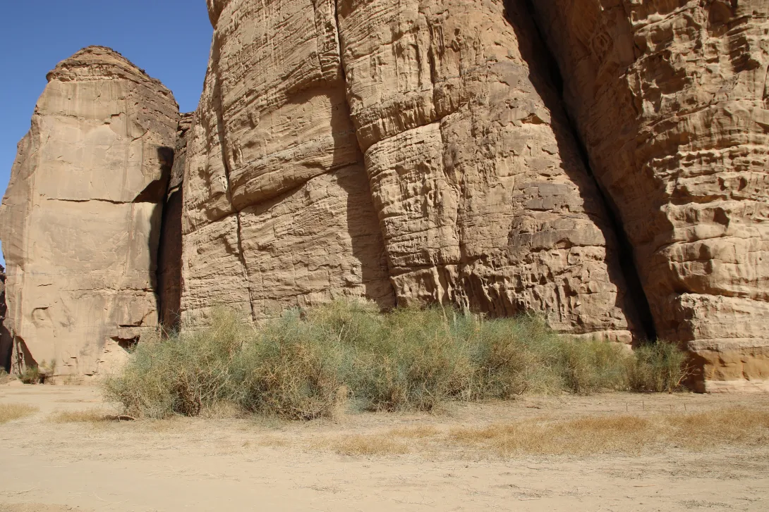 Capparis decidua in a Sandstone canyon