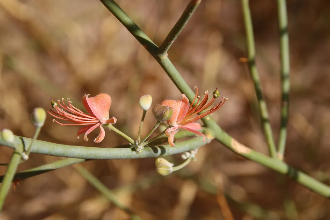 Capparis decidua flowers
