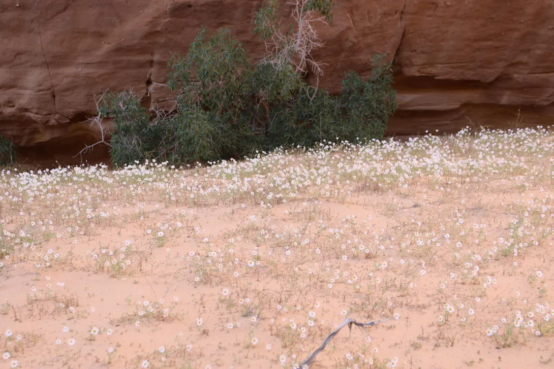 Anthemis deserti on Sandy plains and dunes