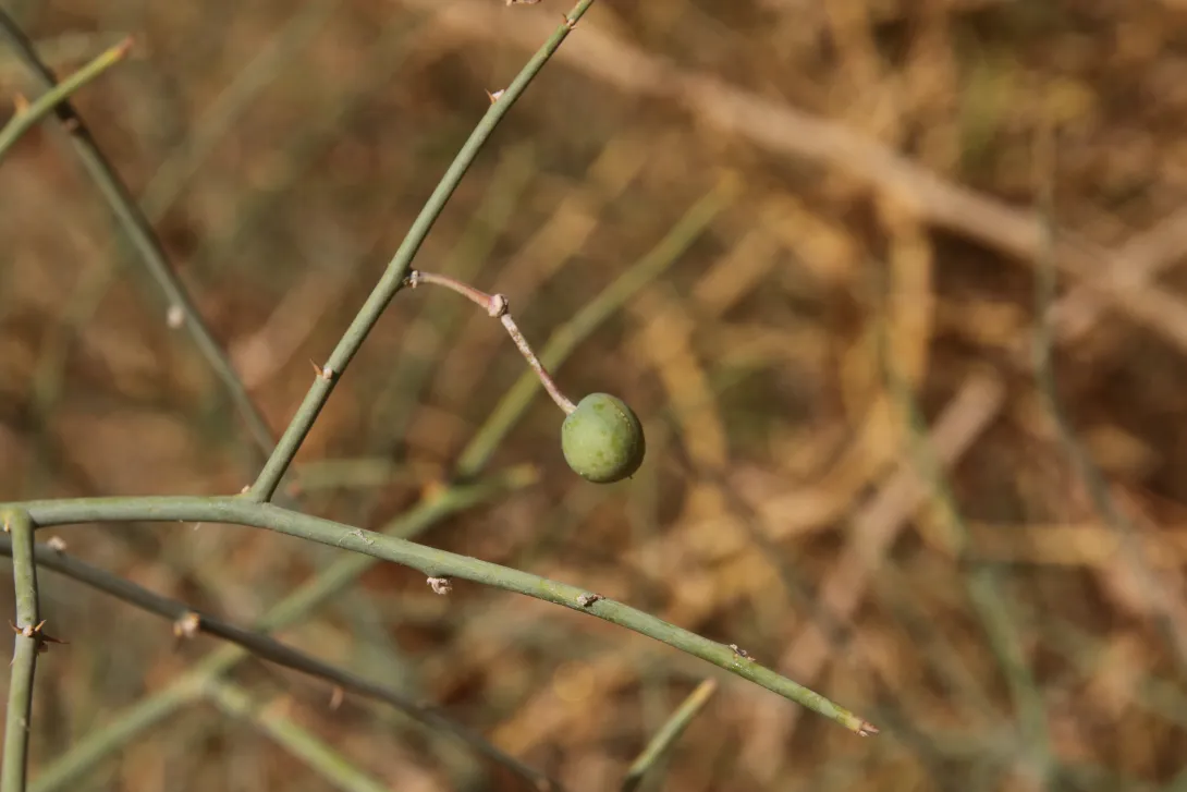 Capparis decidua fruit