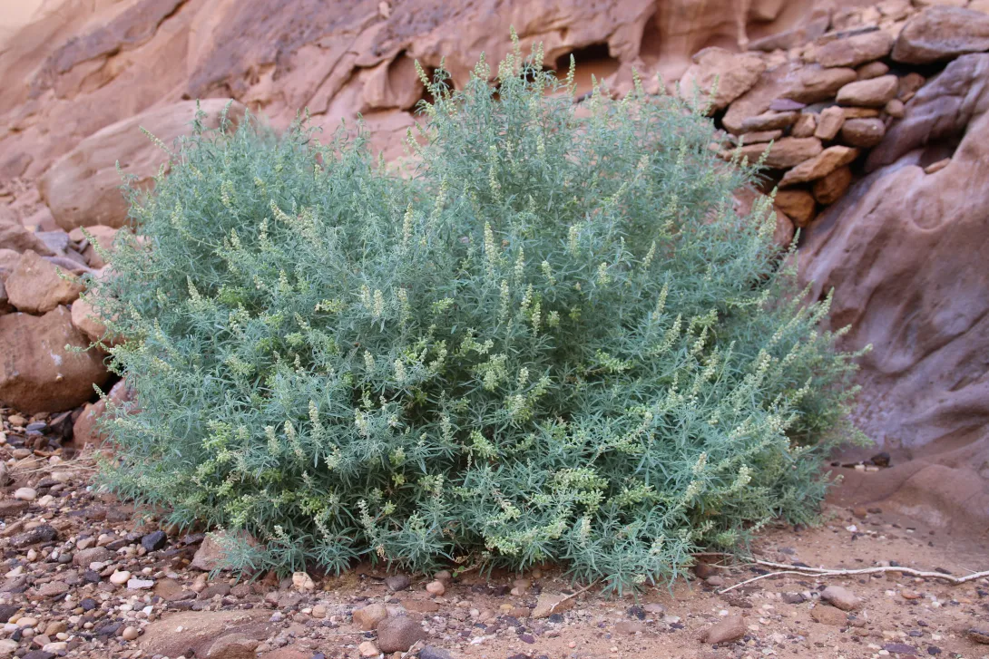 Whole plant