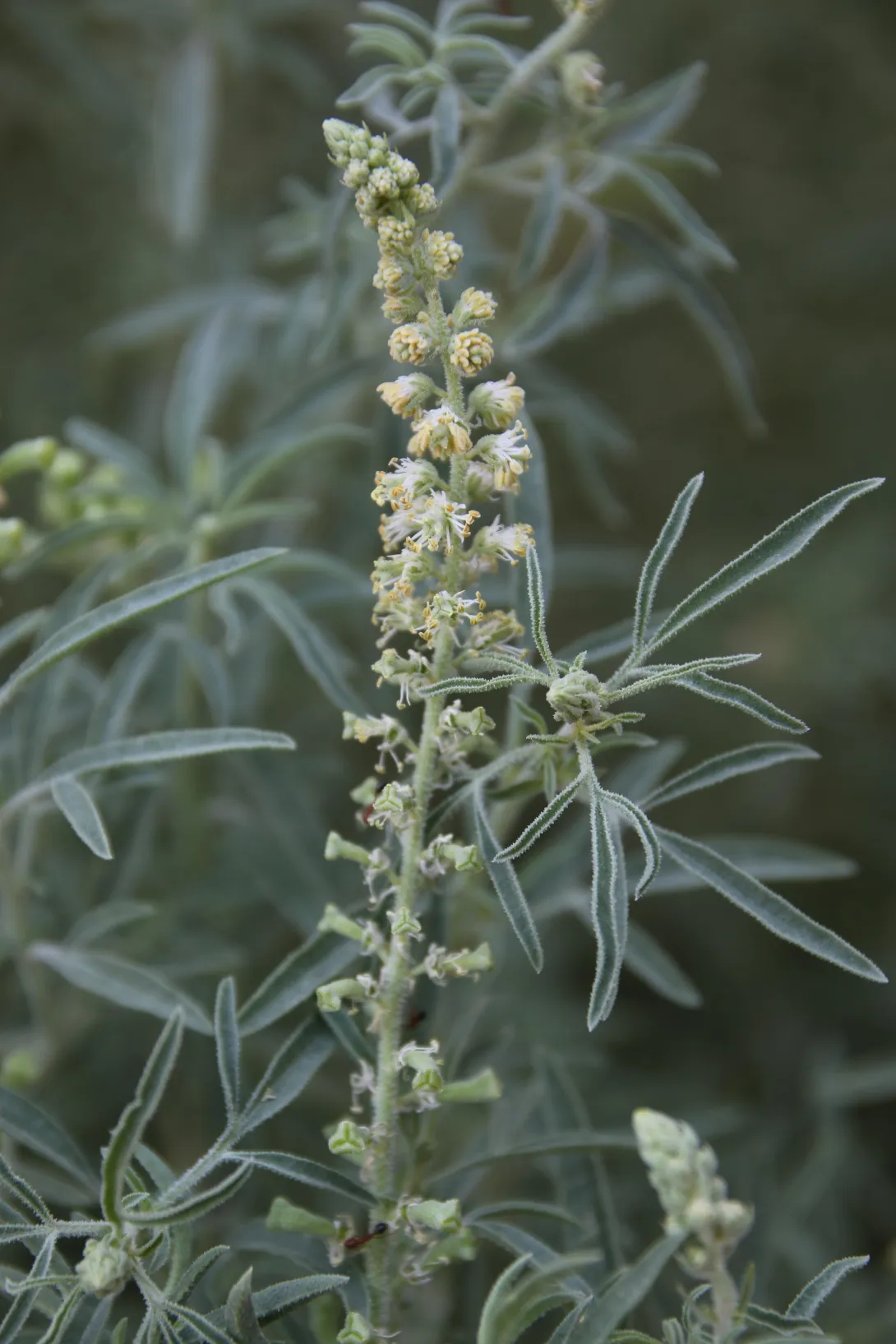 Reseda muricata flowers and fruits