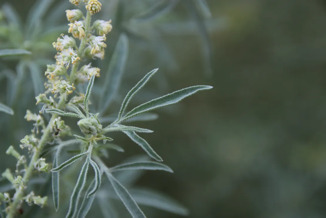 Reseda muricata leaves