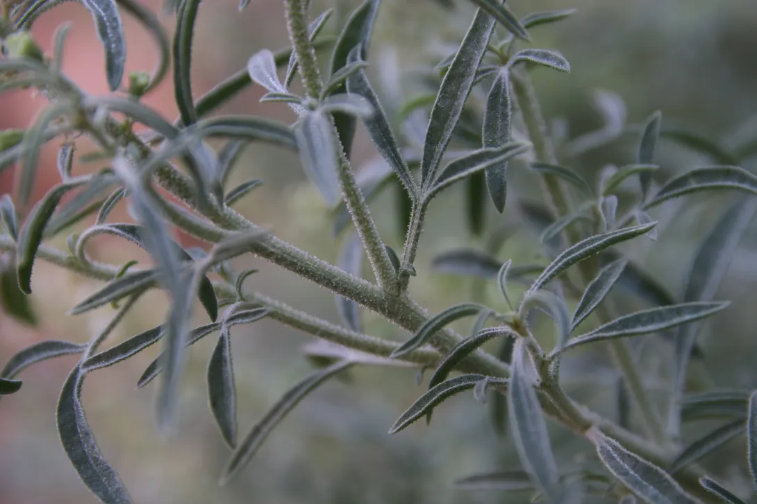 Reseda muricata leaves