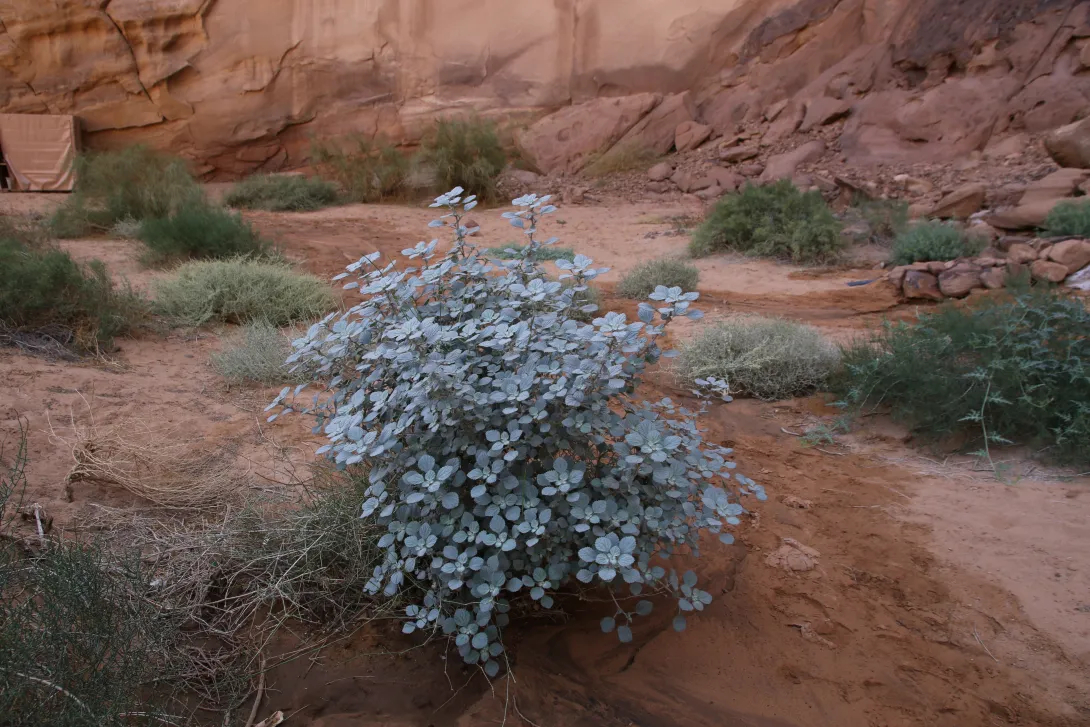Whole plant