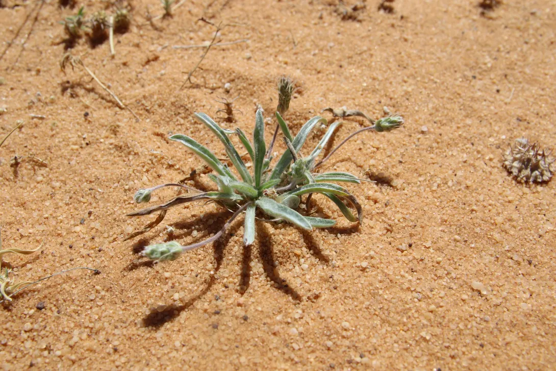 Whole plant