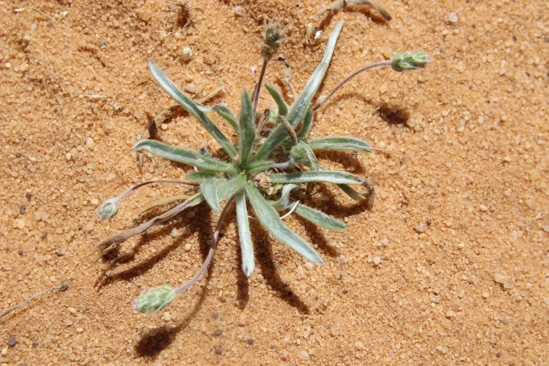 Whole plant
