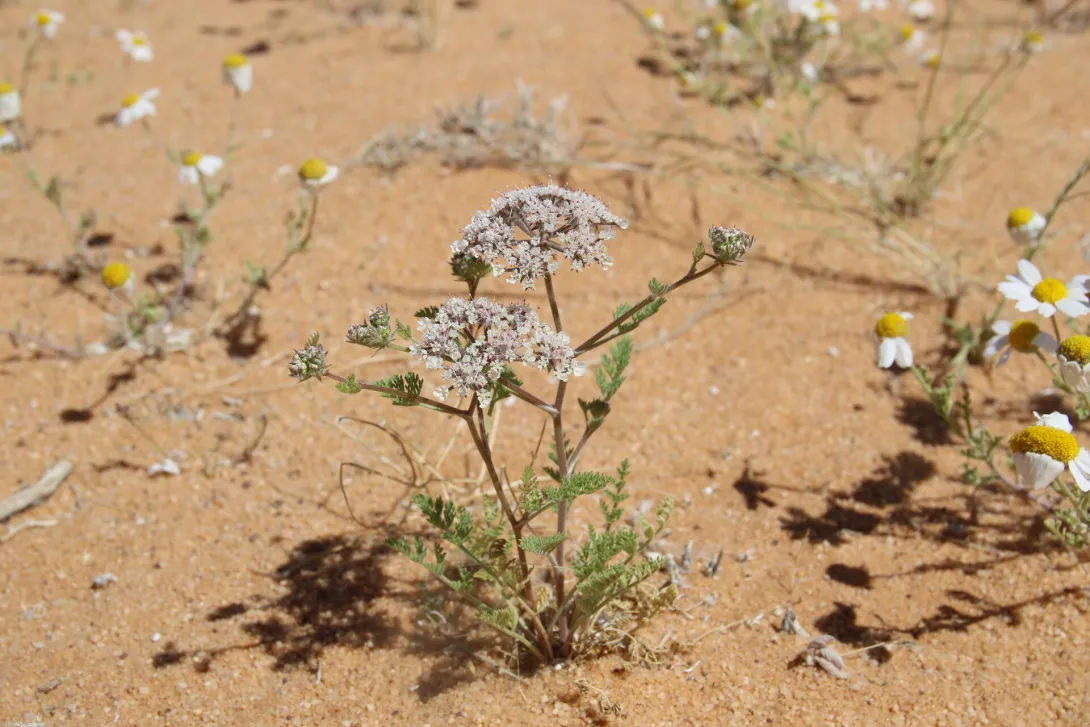 Whole plant