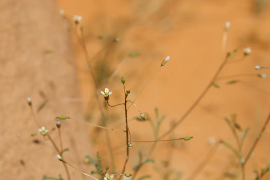 Savignya parviflora flower