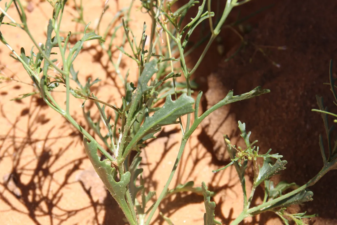 Savignya parviflora leaves