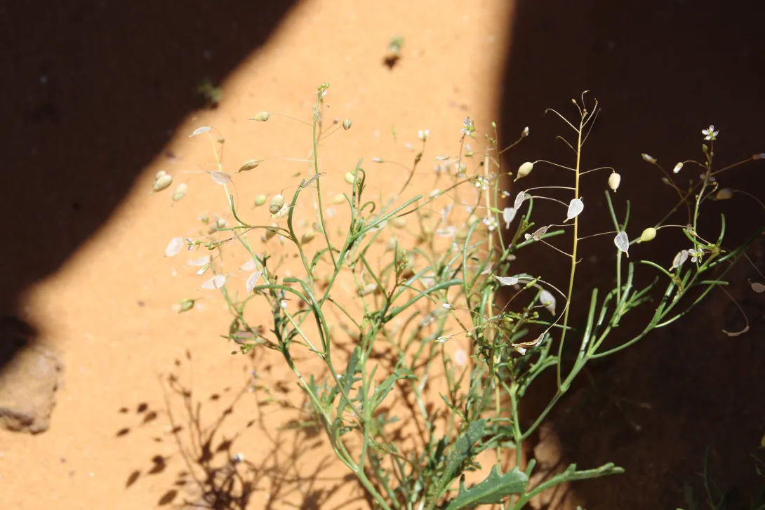 Whole plant