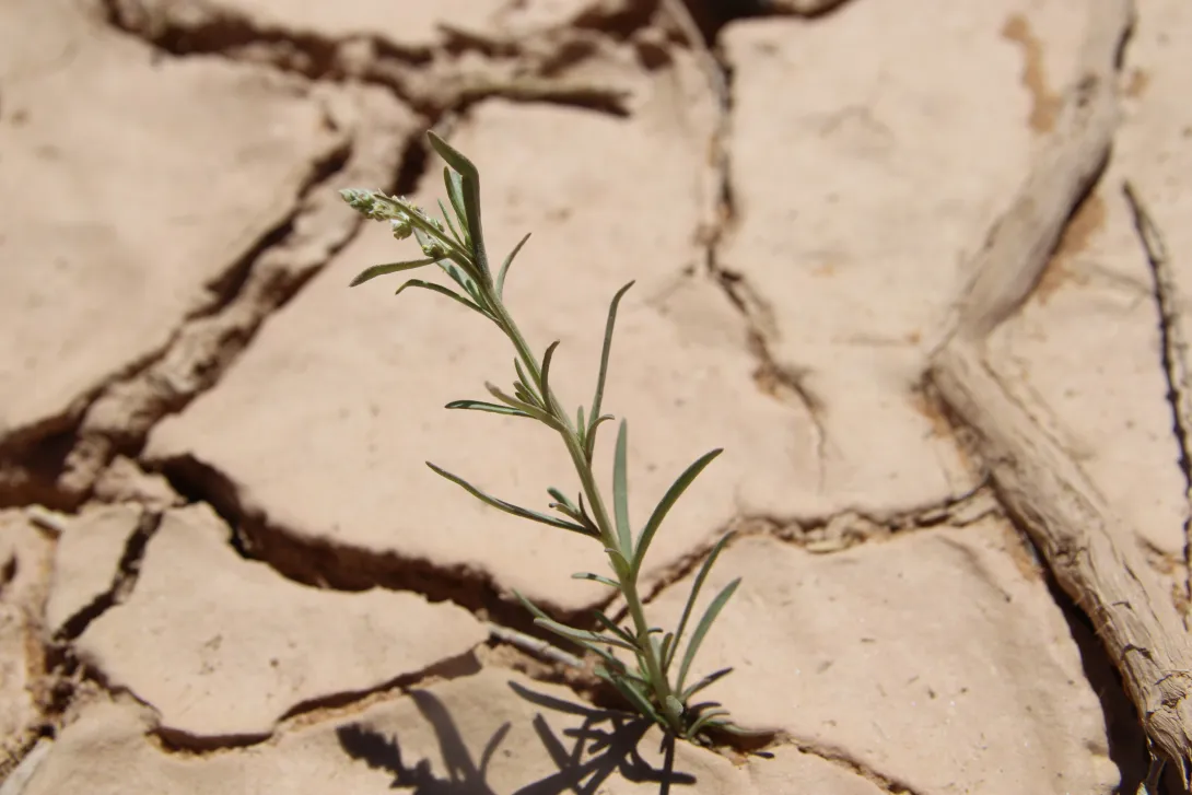Whole plant