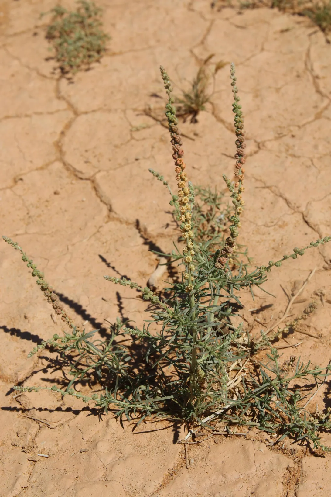 Whole plant