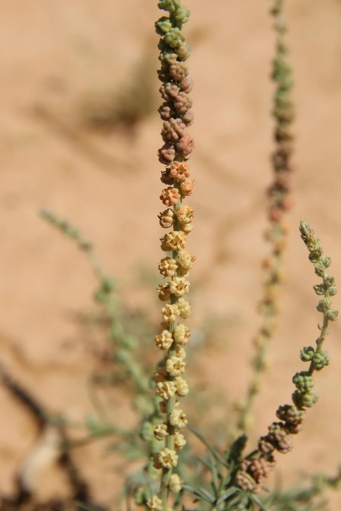 Oligomeris linifolia fruits