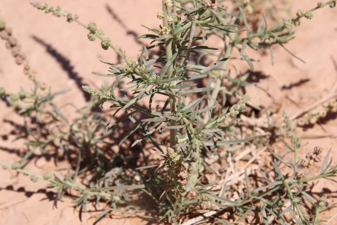 Oligomeris linifolia leaves