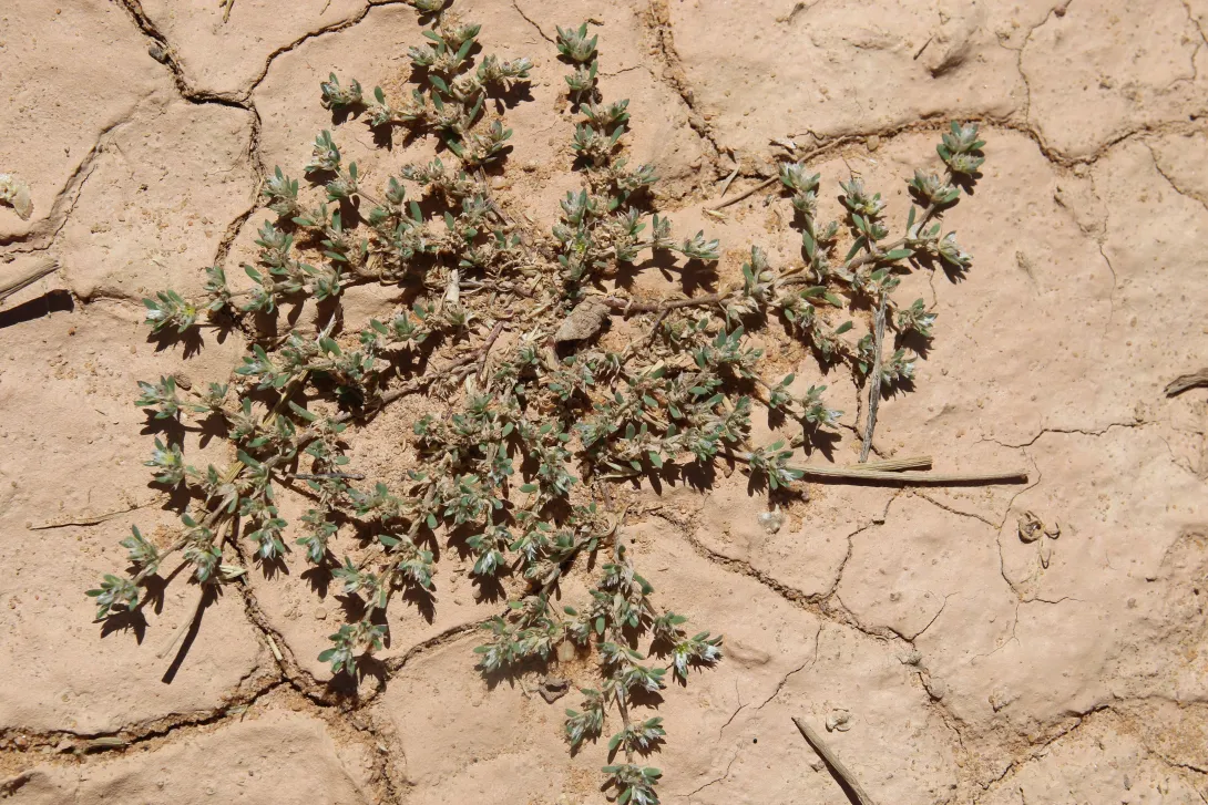 Whole plant